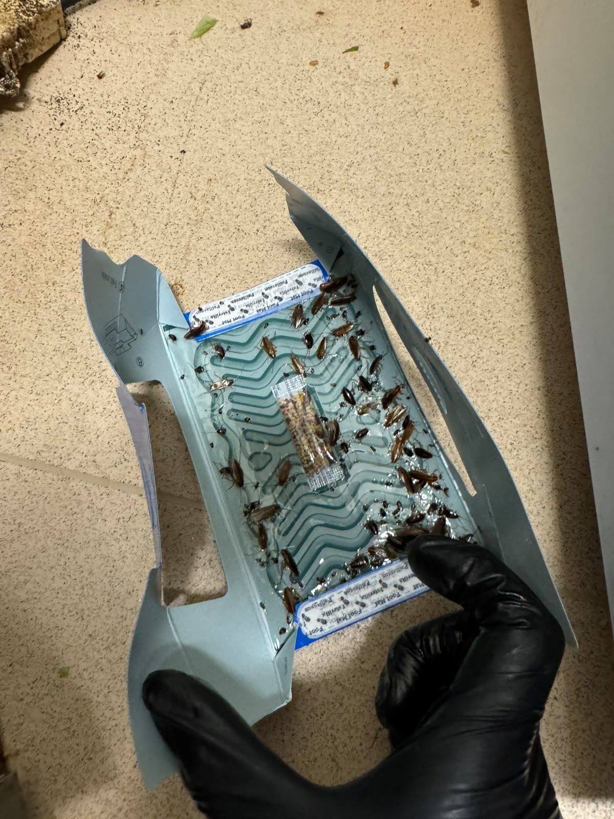Monitoring glue trap containing cockroaches in a Glasgow kitchen