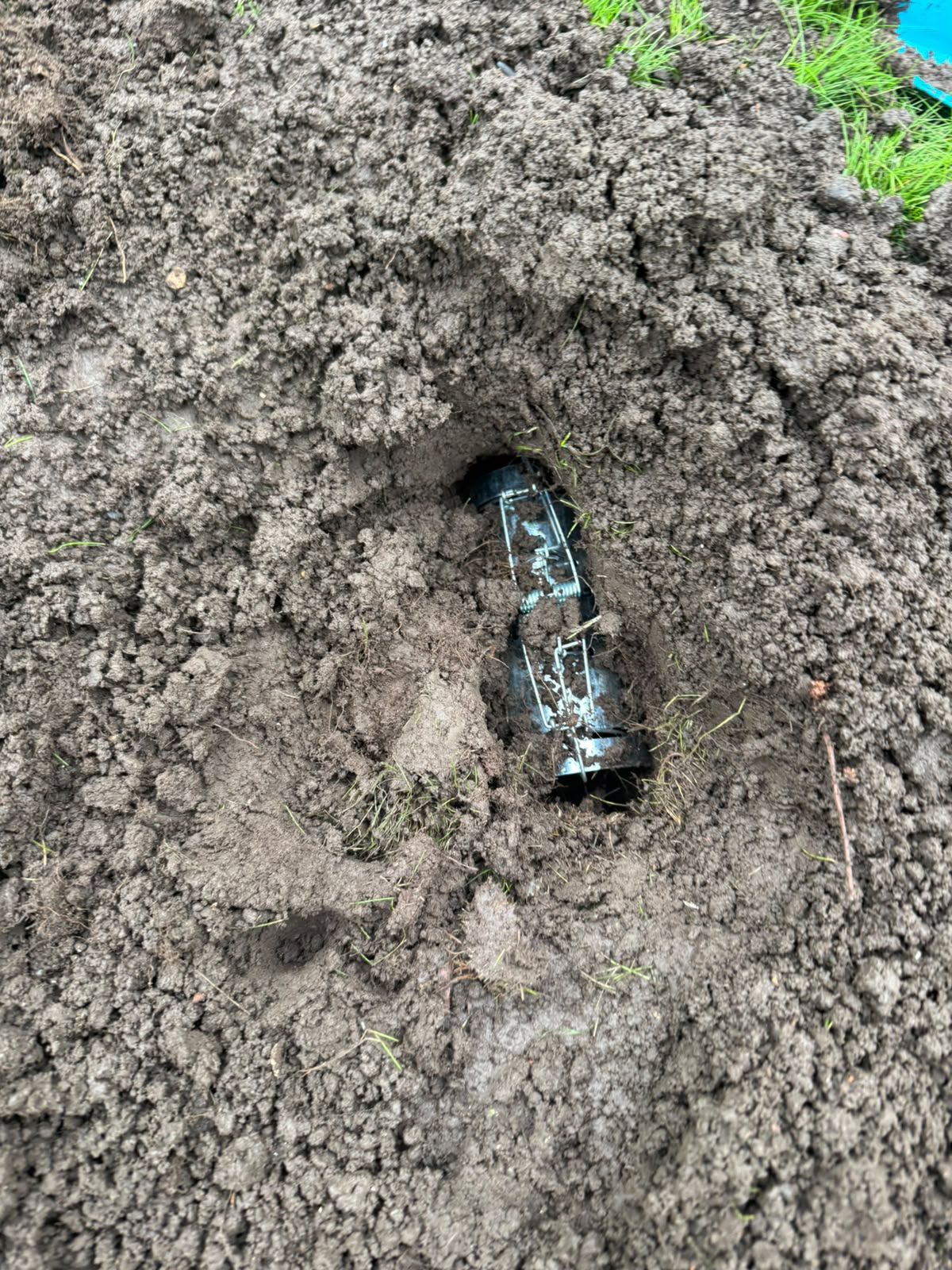 Mole trap set into an active mole run during mole control on grounds