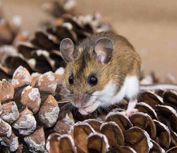 House mouse photographed close up, the species treated during mouse control in Glasgow