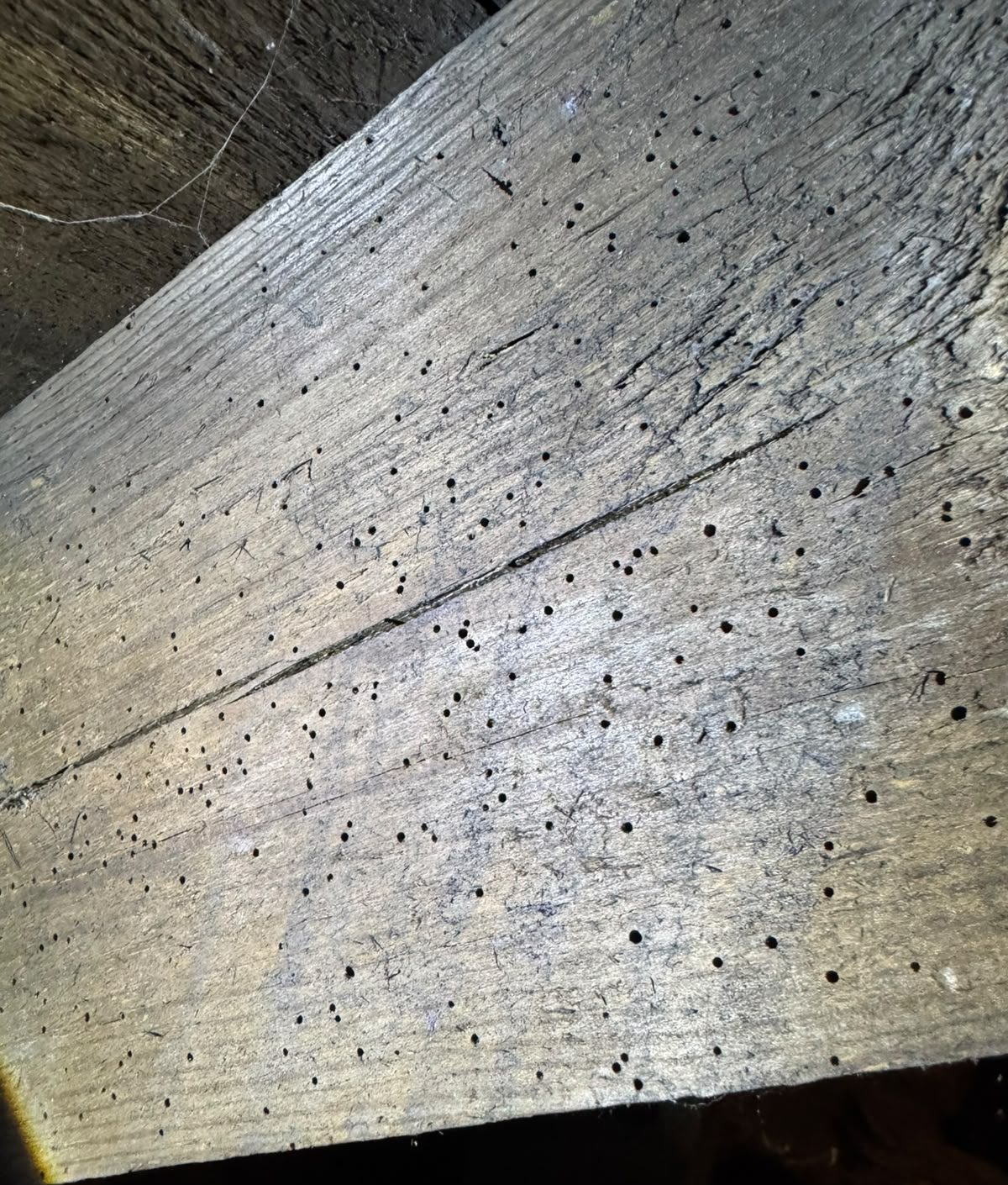 Woodworm exit holes in roof timber found during an insect inspection in Glasgow