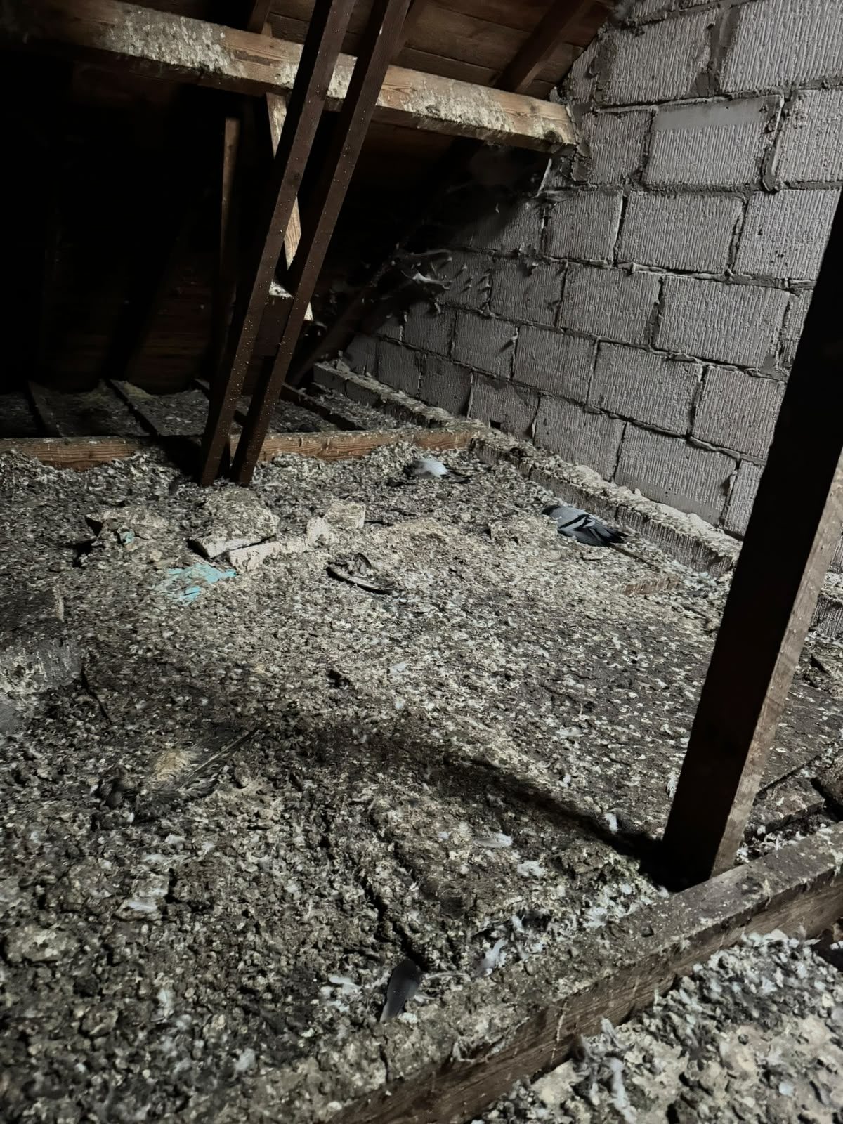 Loft space heavily contaminated with bird droppings and feathers before clearance