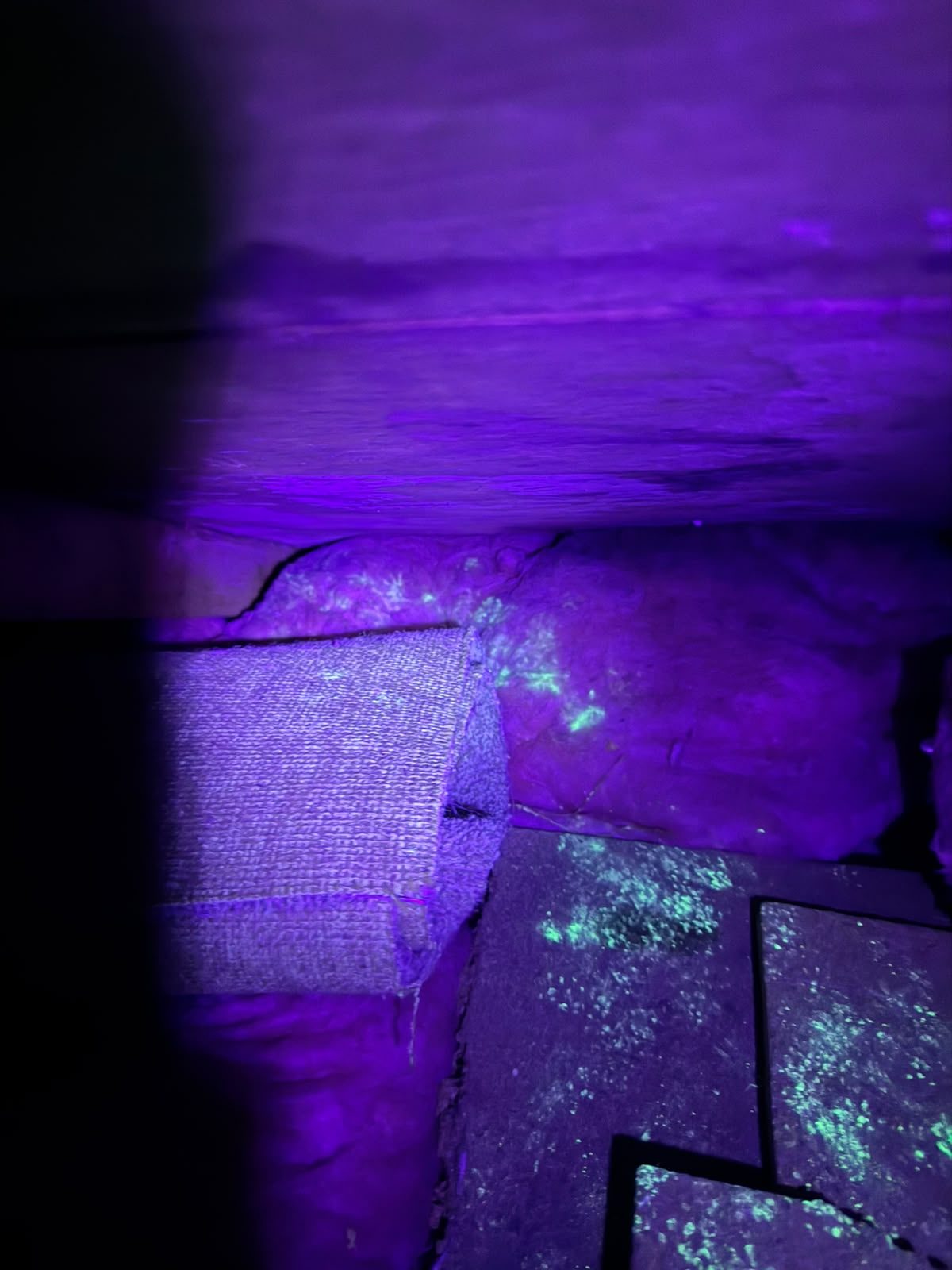 Ultraviolet inspection revealing rodent urine traces in loft insulation