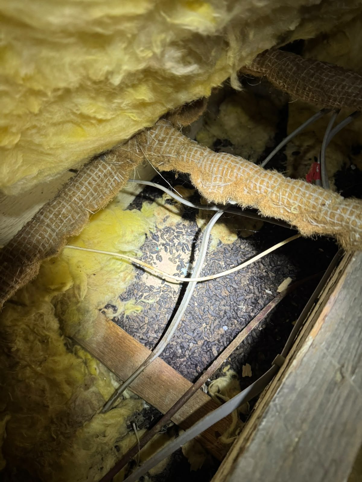 Rodent damage among loft insulation and wiring caused by rats