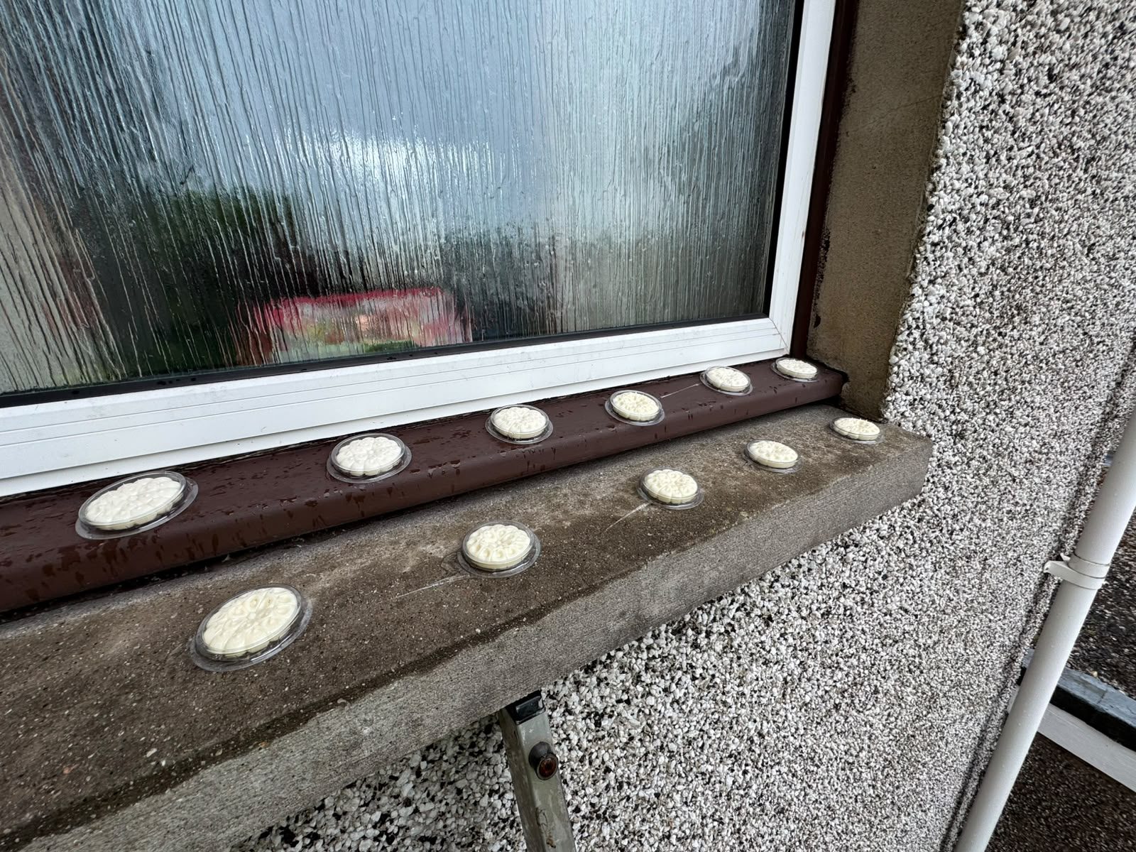 Ant gel bait dishes fitted along a window ledge during ant control in Glasgow