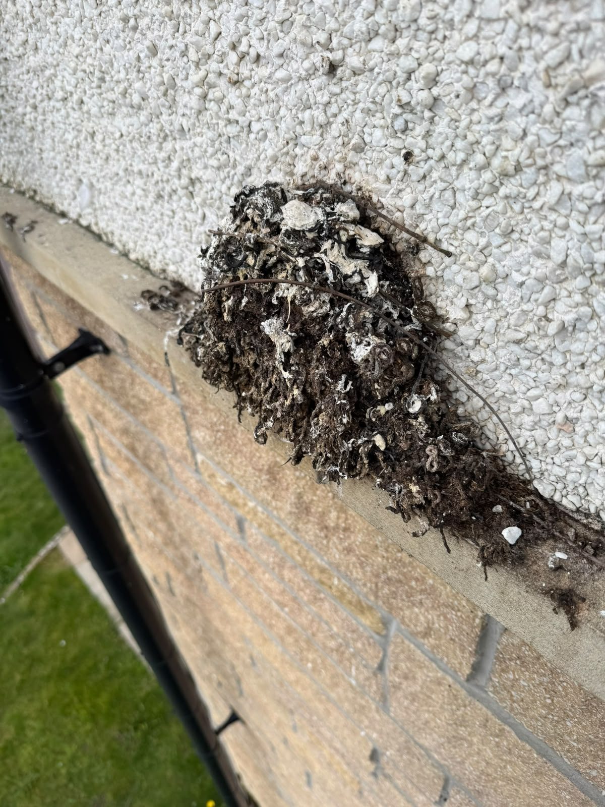 Accumulated nesting material and bird fouling on a roughcast wall