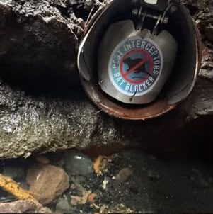 Drain interceptor inspected during a rodent proofing survey in Glasgow
